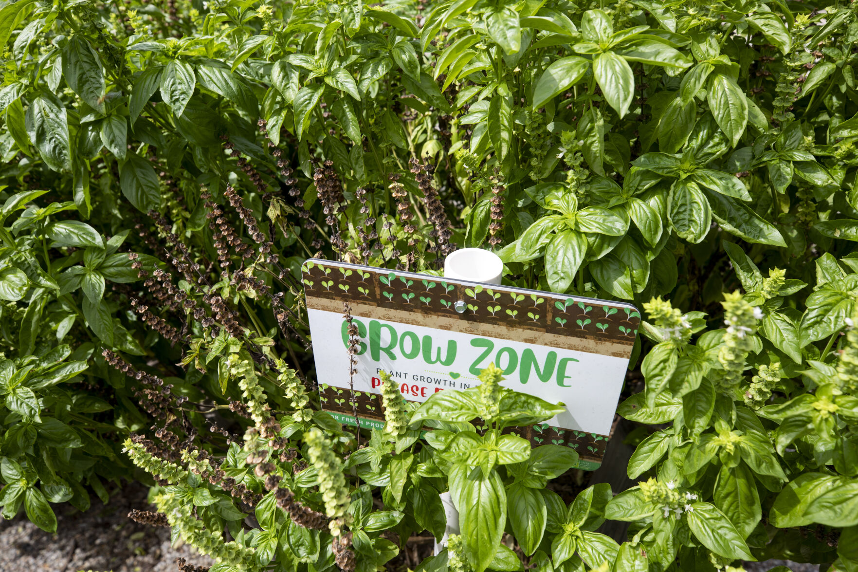 Herb Growing Green Heart Basil Crop.jpg